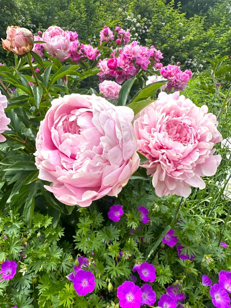 Merian Gärten